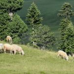 E pazakontë: në greqi tufa e deleve ha 100 kilogram hashash