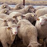 Në Greqi tufa e deleve ha rreth 100 kg kanabis