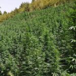 U gjetën brenda plantacionit të kanabisit, arrestohet një shqiptar në Spanjë,  në kërkim tjetri