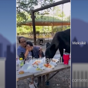 Ariu vetëftohet në drekë familjare/Ushqehet dhe më pas largohet!