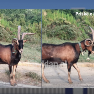 E rrallë: Në Priskë të Madhe shfaqet Cjapi 3-brirësh…