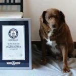 Rekordet Guinness i heqin titullin qenit më të vjetër në botë