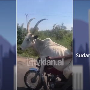 Qytetari në Sudan transporton kaun me motor, video për mos t’u humbur