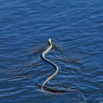 Greqi, një grua kafshohet nga gjarpri teksa lahej në det