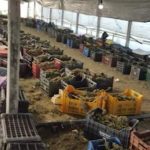 Serat me 870 kg kanabis të ndara në 700 arka në Berat, Gjykata lë në burg 6 të arrestuarit