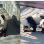 Kinë, kopshti zoologjik kritika pasi u zbulua se lyente qentë për t’i bërë të dukeshin si arinj panda