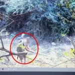 Parcelë me kanabis në mes të pyllit, arrestohen tre vëllezërit në Durrës