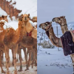 PAMJE të RRALLA/ Për herë të parë në histori bie borë në shkretëtirën e Arabisë Saudite! (FOTO)