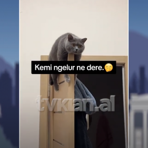 “Ka ngel në dere” video virale e beqarit!