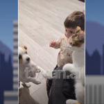 Macja dhe qeni zihen, bebi përpiqet t’i ndajë!