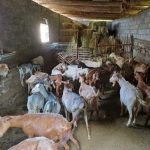 Kriza në blegtori thellohet/ Rënie e numrit të deleve dhe dhive, ekspertët kërkojnë strategji kombëtare