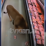Nuk e nxjerr dot security nga frika, zbuloni personazhin që ka hyrë në market