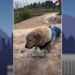 “Të ushqehemi shëndetshëm” qeni kthehet në vegjetarian