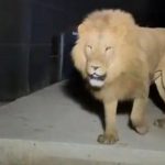 Tmerr në Antalia, luani “ZEUS” del nga kafazi dhe SULMON një familje në park!