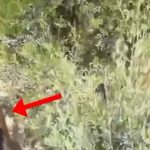 Sherr për pronat/ I vuri zjarrin banesës së hallës së tij, arrestohet 24-vjeçari në Vlorë