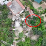 Kultivonte kanabis në kopshtinë e banesës në mes të Delvinës, arrestohet 61-vjeçari