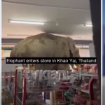 Në market duke marrë ushqime, video virale e elefantit