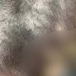 Krim mostruoz në Llogara, sulmohet me çifte tufa e kuajve. Vriten 7 kafshë, tre të tjera plagosen. Si shkak dyshohet konkurrenca mes pronarëve të guidave