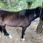 Qëlloi me armë gjahu 22 kuaj në Parkun e Llogarasë, identifikohet autori, nisin hetimet për 55-vjeçarin