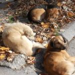 Qentë endacakë në Korçë, ndërtohet godina për strehimin dhe vaksinimin