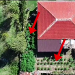 Kultivoi kanabisi në oborrin e shtëpisë, një i arrestuar dhe një i shpallur në kërkim