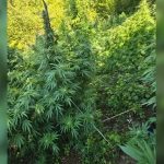 Asgjësohen mbi 9,300 bimë kanabisi në Shkodër, shpallen në kërkim autorët