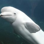 Kopshti zoologjik kanadez kërcënon të vrasë 30 balena nëse nuk merr fonde qeveritare