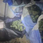 Iu gjetën 5.8 kg kanabis në banesë, arrestohet çifti i bashkëshortëve në Devoll