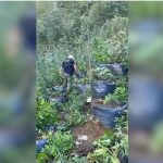 Shkodër/ Kapen 4002 mijë rrënjë kanabisi, merren në hetim 5 kryetarë fshatrash