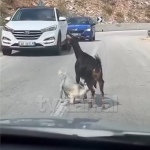 Dhia del në mes të rrugës dhe e bllokon, video që u bë virale