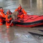 Prurjet në lumin Vjosa/ Qeni mbeti i bllokuar mes ujit, forcat e armatosura ndërhyjnë me mjet lundrues dhe shpëtojnë kafshën