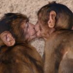 Studim i ri shkencor: Puthja e parë është dhënë 21 milionë vite më parë