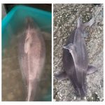 Kapet peshkaqeni ‘Derr’ në Vlorë