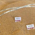 AKU bllokon 25 ton misër me aflatoksinë në Shkodër, vinte nga Serbia