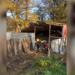 Gjenden në një bazë të përpunimit të kanabisit, arrestohen 6 gra në Shkodër