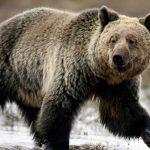 Ariu sulmon grupin e nxënësve dhe mësuesve, 11 të plagosur në Kanada