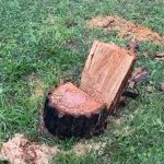 VIDEO/ Priten me sharrë pemët në shetitoren e Lungomares, policia nis hetimin