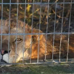 Mbaheshin si kafshë shtëpiake në Shqipëri, luani Erion dhe arusha Flora nisin jetën e re në Gjermani