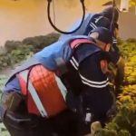 Kultivonte kanabis në një banesë ne qira, arrestohet 22-vjeçari! Pranga edhe një punonjësi të OSHEE-së