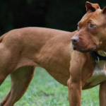 E rëndë në Greqi, 2-vjeçari shqiptar humb jetën pasi u sulmua nga qeni