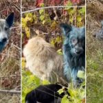 Qentë e Çernobilit bëhen blu, shkencëtarët shpjegojnë fenomenin e çuditshëm