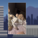 Macja i bën masazh profesional qenushit, video për të mos u humbur