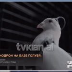 Pëllumba-drone?! Rusia kthen zogjtë në agjent ‘007’