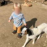 U sulmua për vdekje nga pitbulli, i jepet nesër lamtumira e fundit fëmijës shqiptar