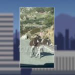 Puthje dhe kafshime në autostradë, bllokohet rruga per makinat nga të dashuruarit!