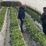 Dëme nga moti i keq në bujqësi, fermerët në Fier: Temperaturat e ulta shkatërruan sipërfaqet me perime