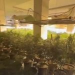 Zbulohet “Shtëpia e barit” në Lezhë, vihen në pranga babë e bir, sekuestrohen 1,000 bimë kanabis