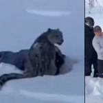 Donte të bënte foto me kafshën e egër, skijatorja plagoset rëndë nga një leopard në Kinë