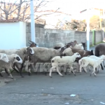 U mblodh këshilli bashkiak vetëm për denoncimin ndaj deleve, çfarë ndodhi në Kavajë pas denoncimit