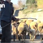 “Kemi frikë se na vret me lopatë” mban 150 dele në shtëpi, mbush lagjen me kakërdhi